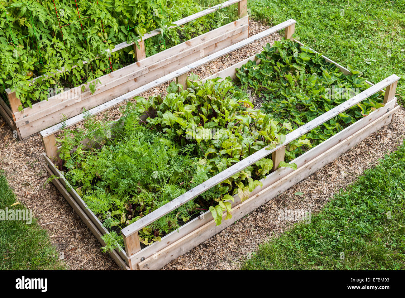 Backyard orto in legno letti sollevata o di scatole Foto Stock