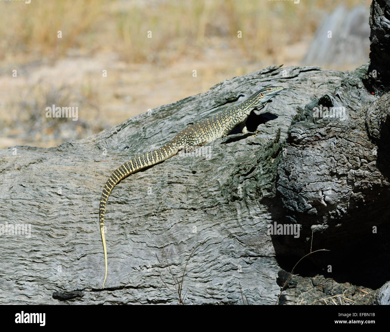Monitor di sabbia (Varanus gouldii gouldii), Hattah Kulkyne National Park, Victoria, VIC, Australia Foto Stock