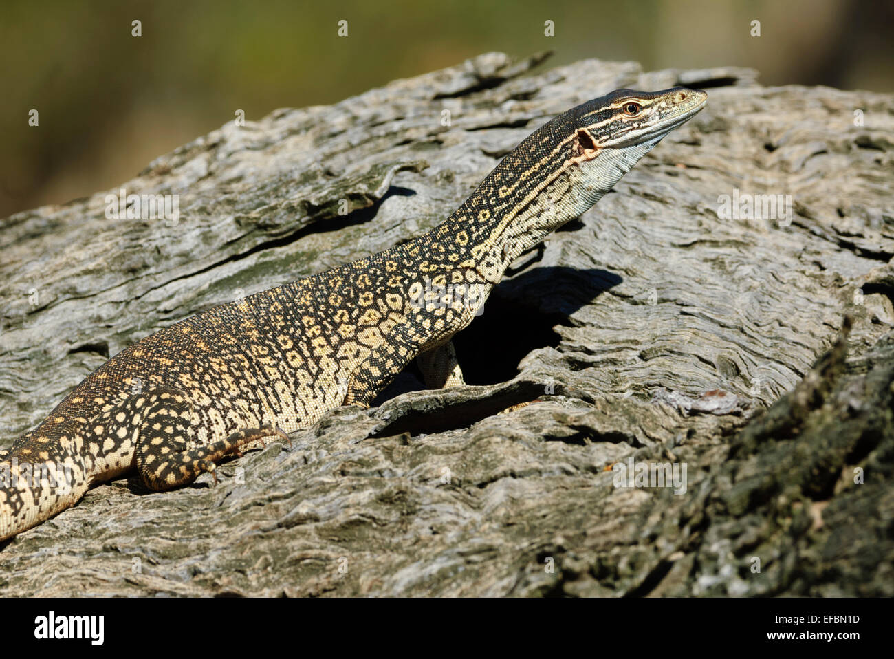 Monitor di sabbia (Varanus gouldii gouldii), Hattah Kulkyne National Park, Victoria, VIC, Australia Foto Stock