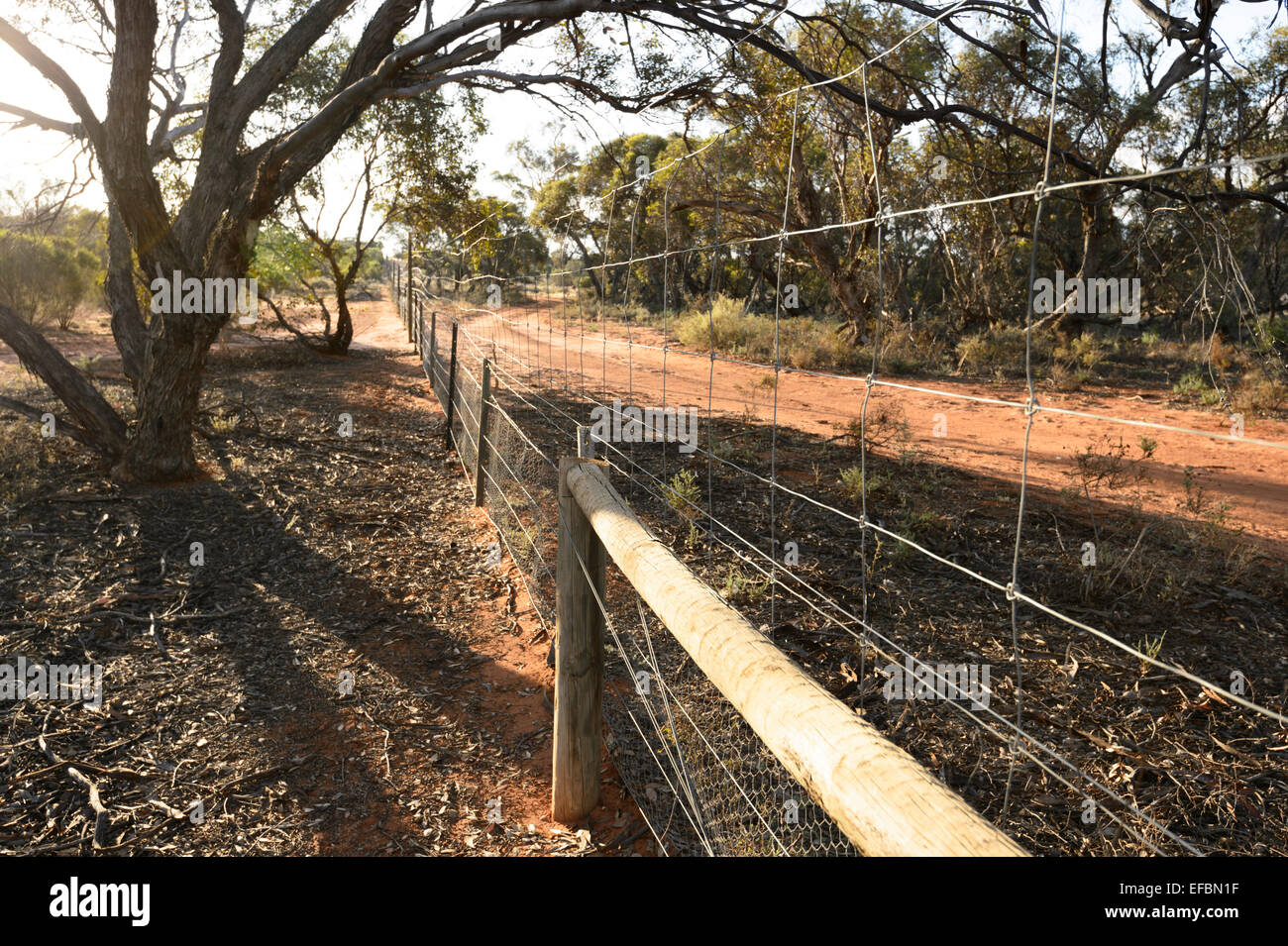 Recinzione di canguro, Hattah Kulkyne National Park, Victoria, VIC, Australia Foto Stock