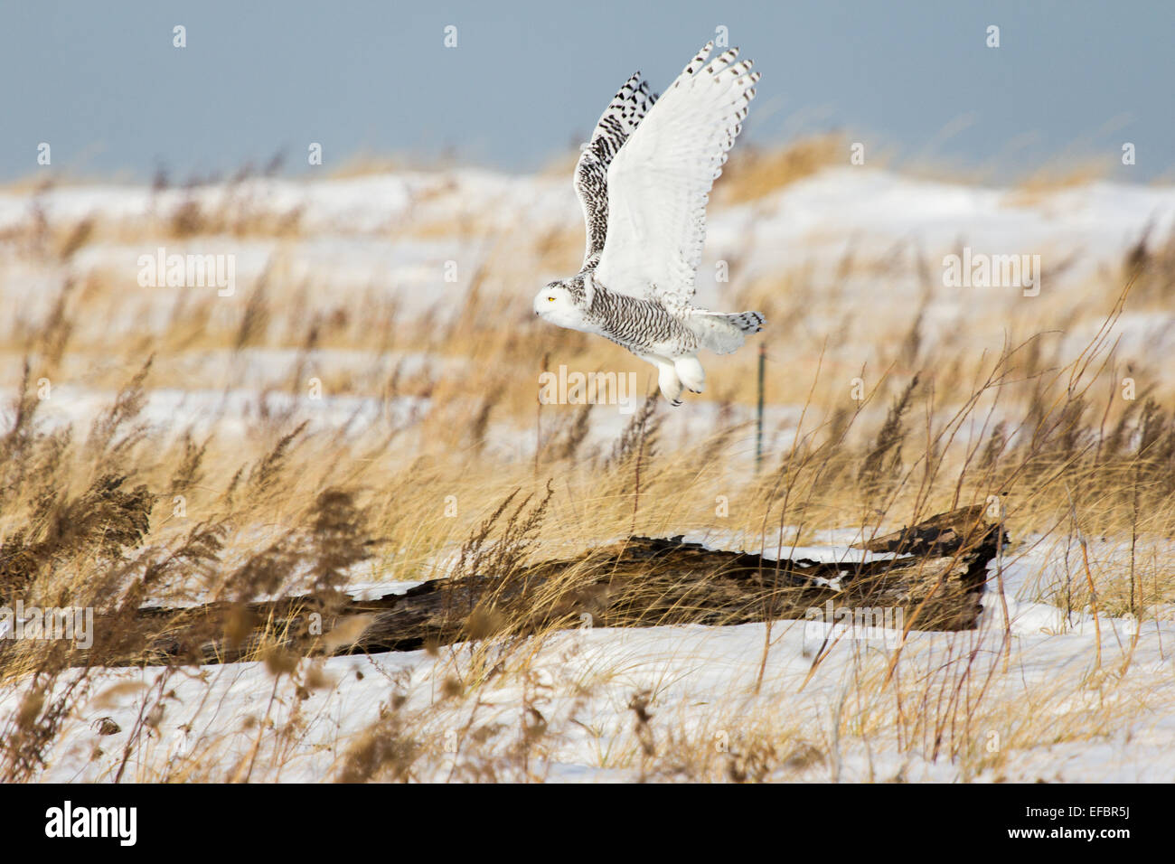 Una civetta delle nevi prende il volo su Presque Isle della baia di punto di gabbiano. Foto Stock