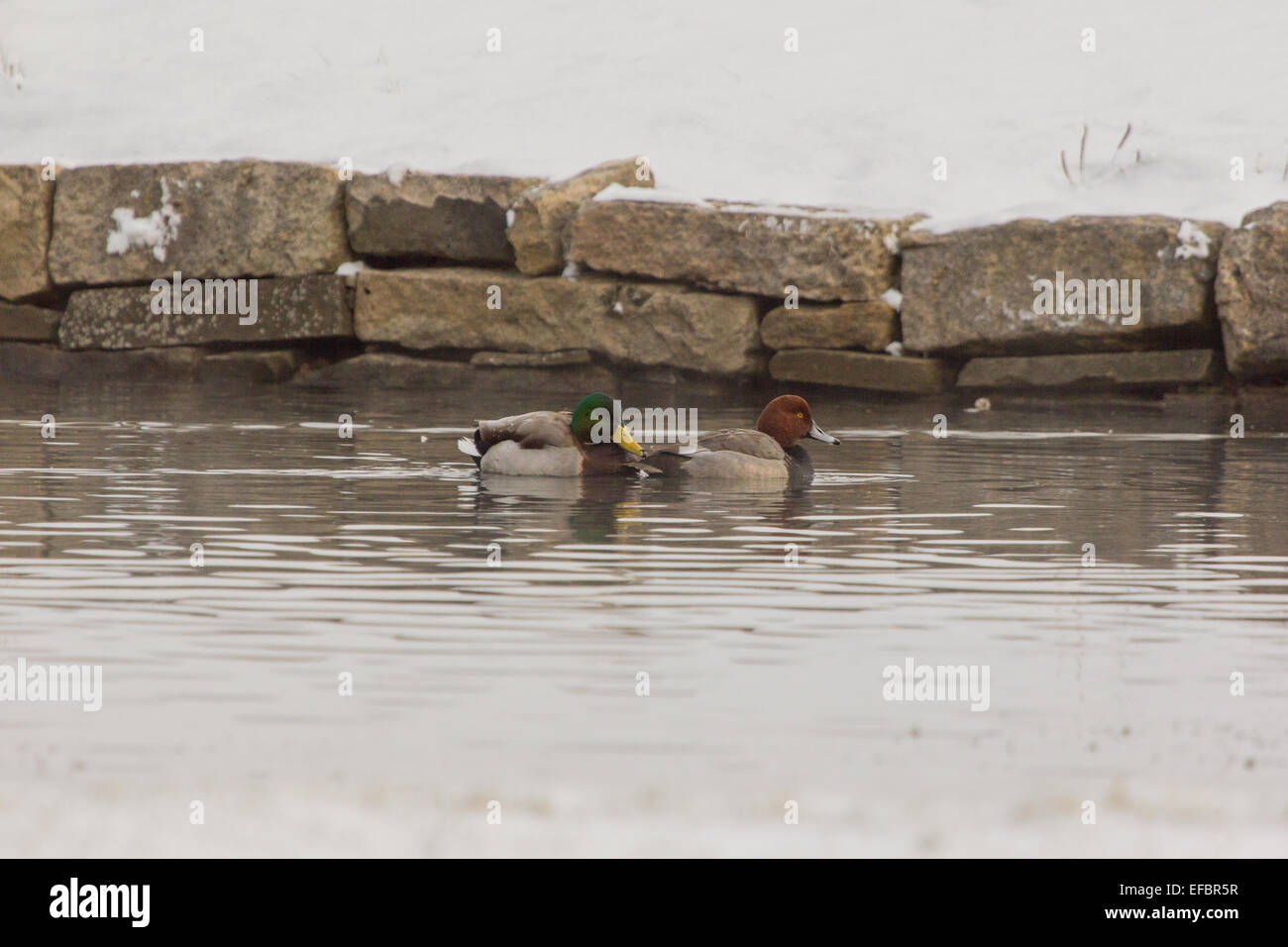 Due drake anatre nuotare su un piccolo stagno nel nord della Pennsylvania. Foto Stock