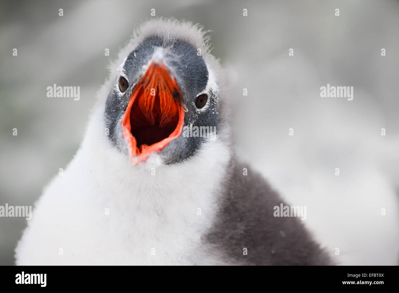 Voce del pinguino Foto Stock