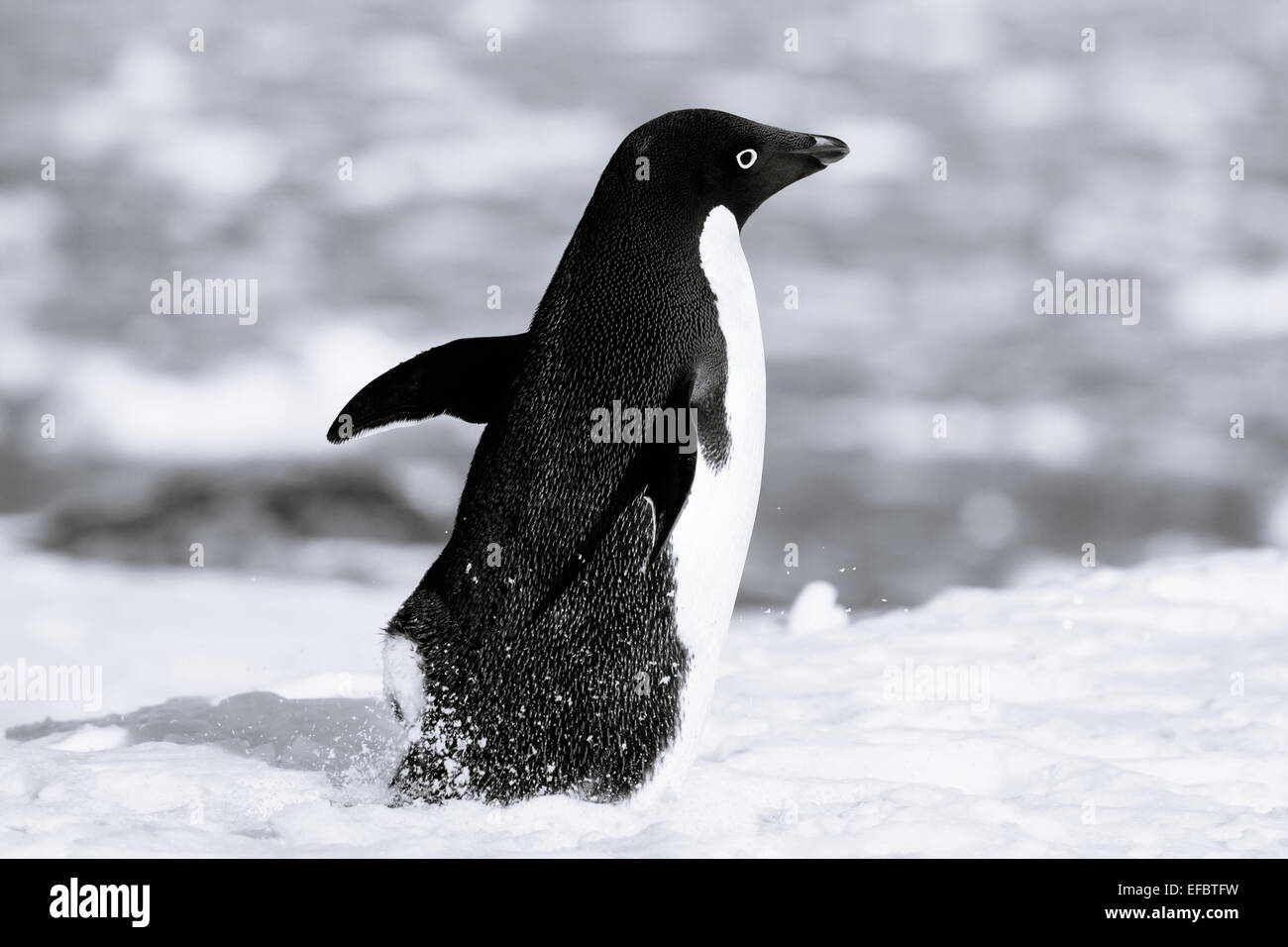 Bianco e nero penguin Foto Stock