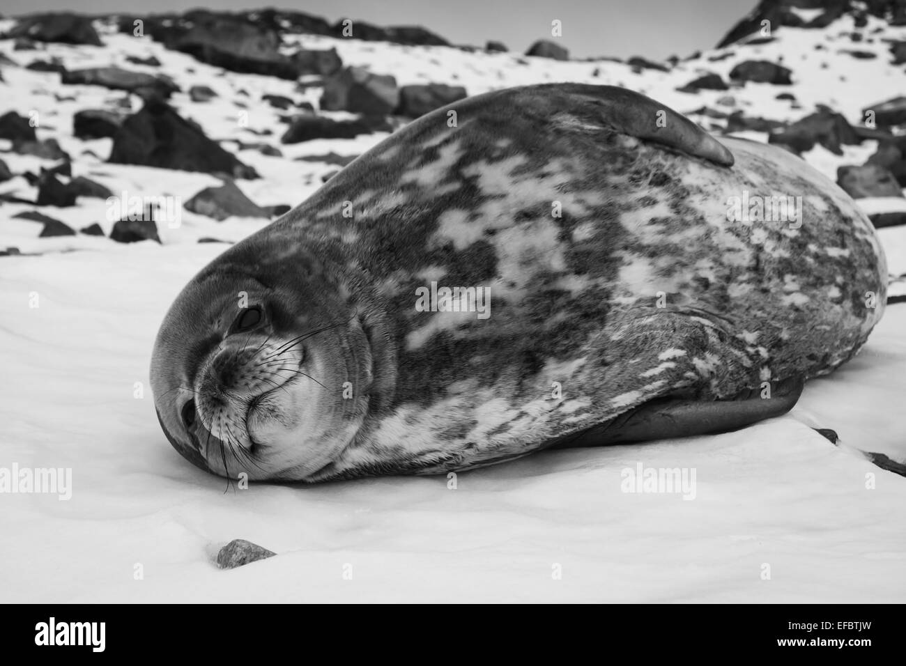 La foca grigia Foto Stock