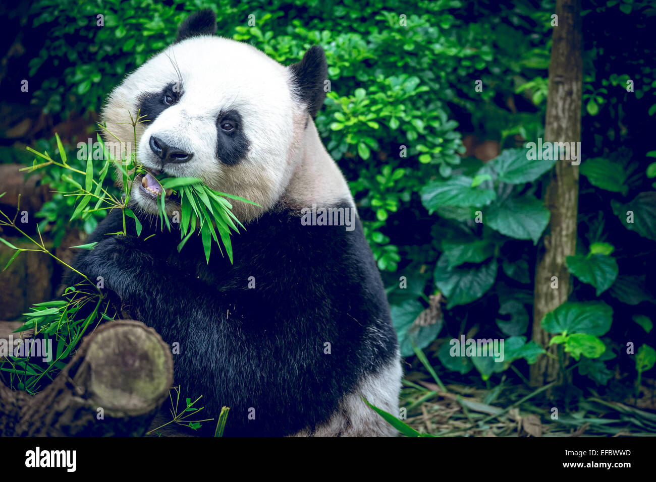 Panda gigante Foto Stock