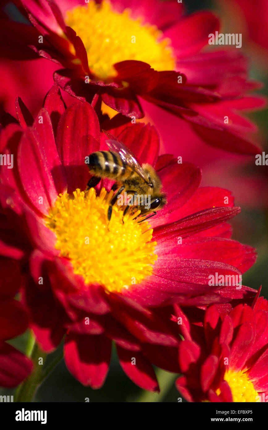 Il miele delle api crisantemo impollinare i fiori nel giardino di caduta. Foto Stock
