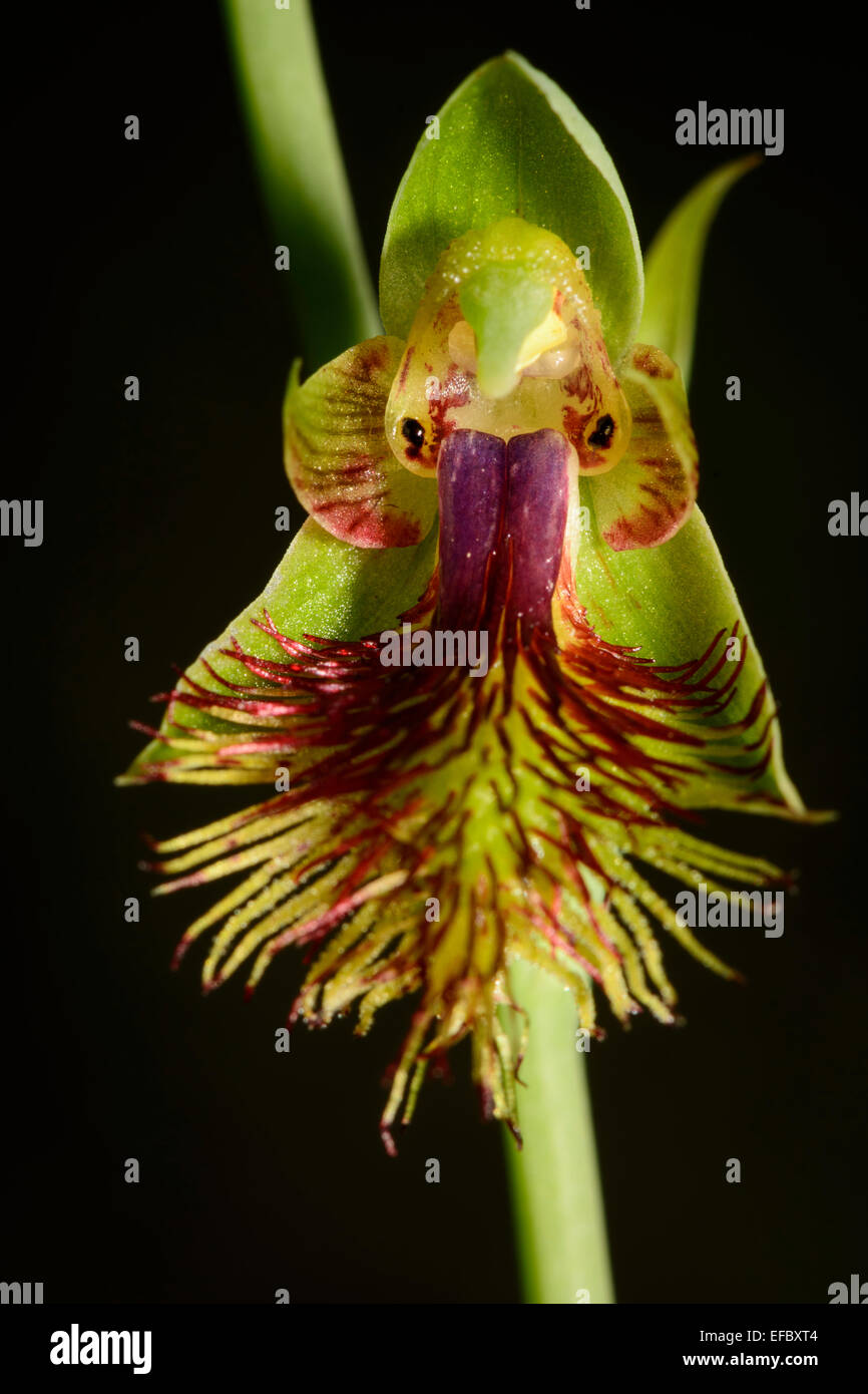 Il rame Barbuto di fiori di orchidea. Foto Stock