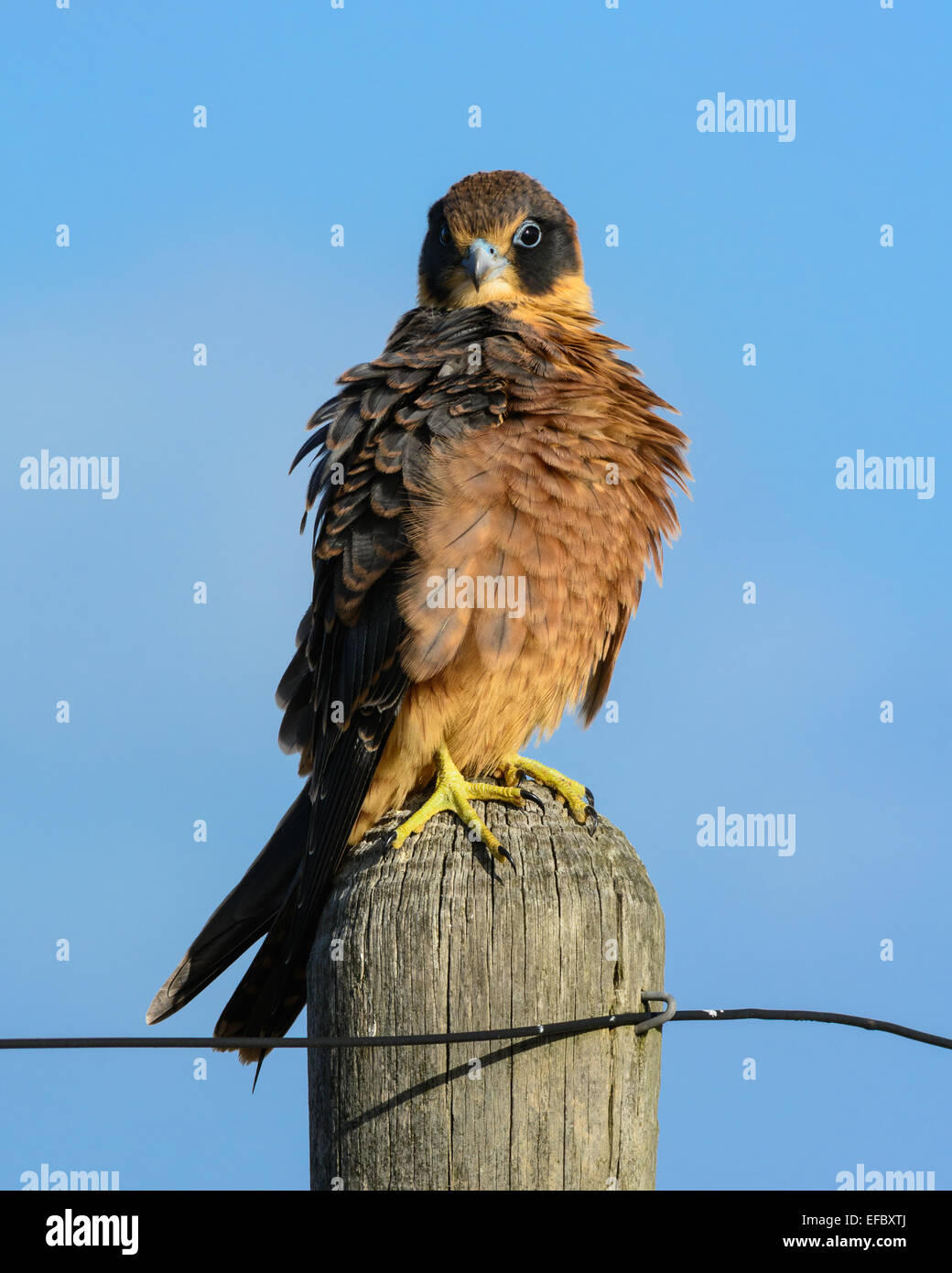 Australian Hobby. Foto Stock