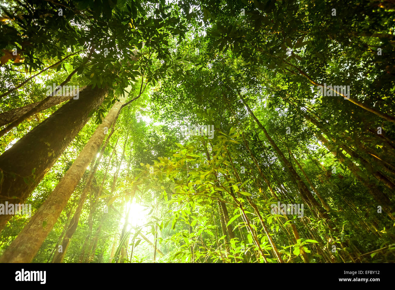 Foresta verde sullo sfondo Foto Stock