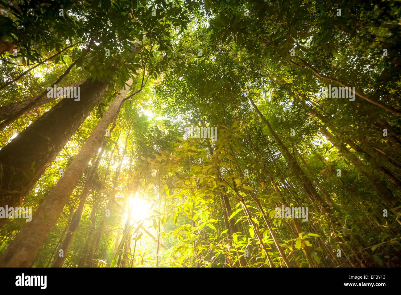 Foresta verde sullo sfondo Foto Stock