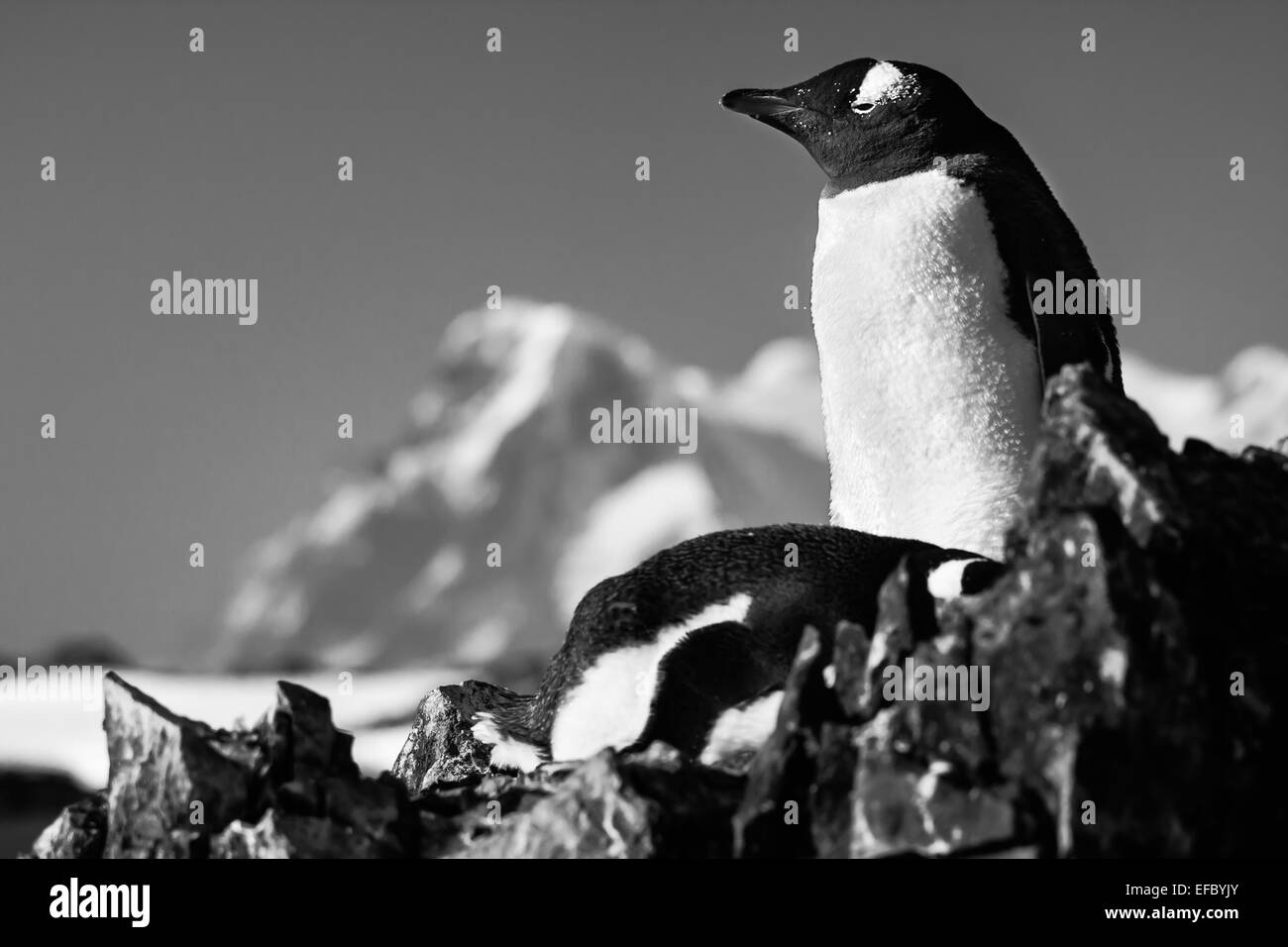 Due pinguini su una roccia Foto Stock