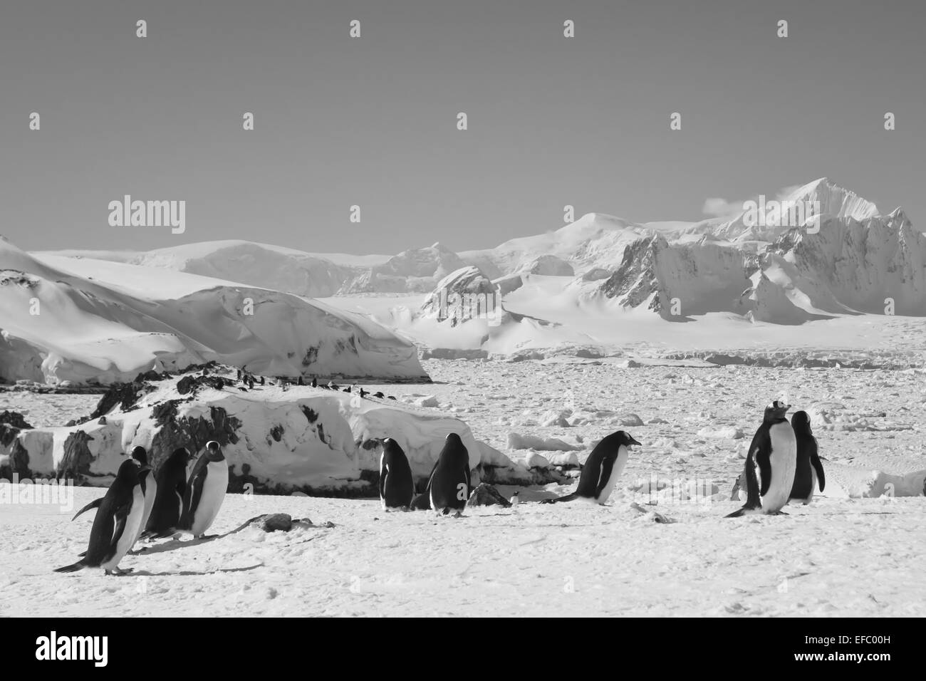 Grande gruppo di pinguini Foto Stock