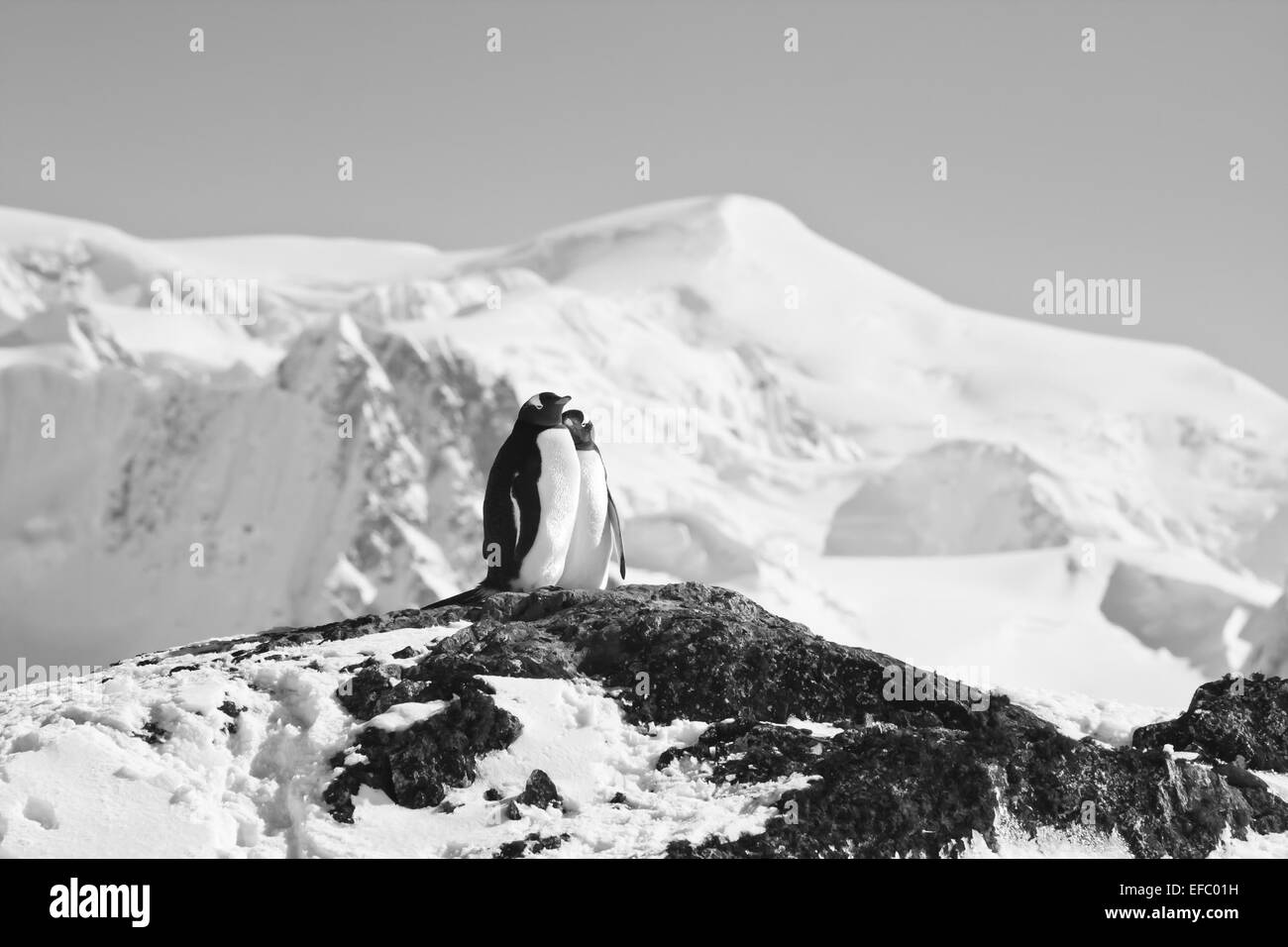 Due pinguini dreaming Foto Stock