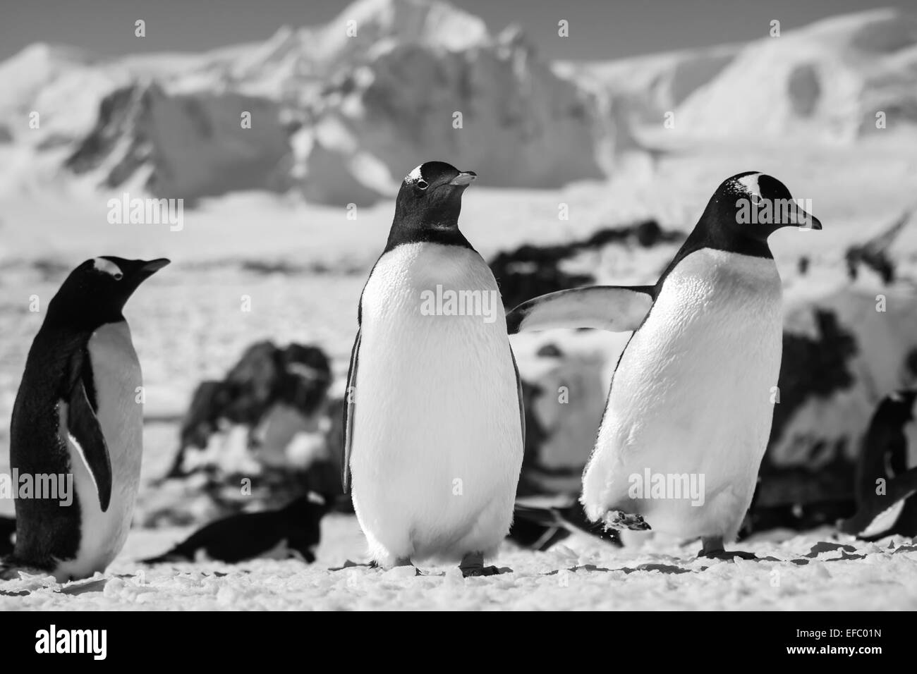 Tre pinguini Foto Stock