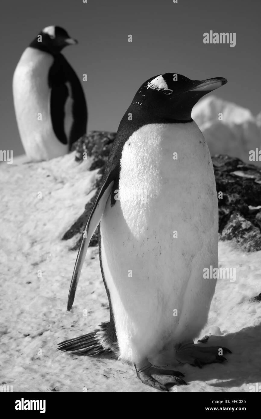 Due pinguini Foto Stock