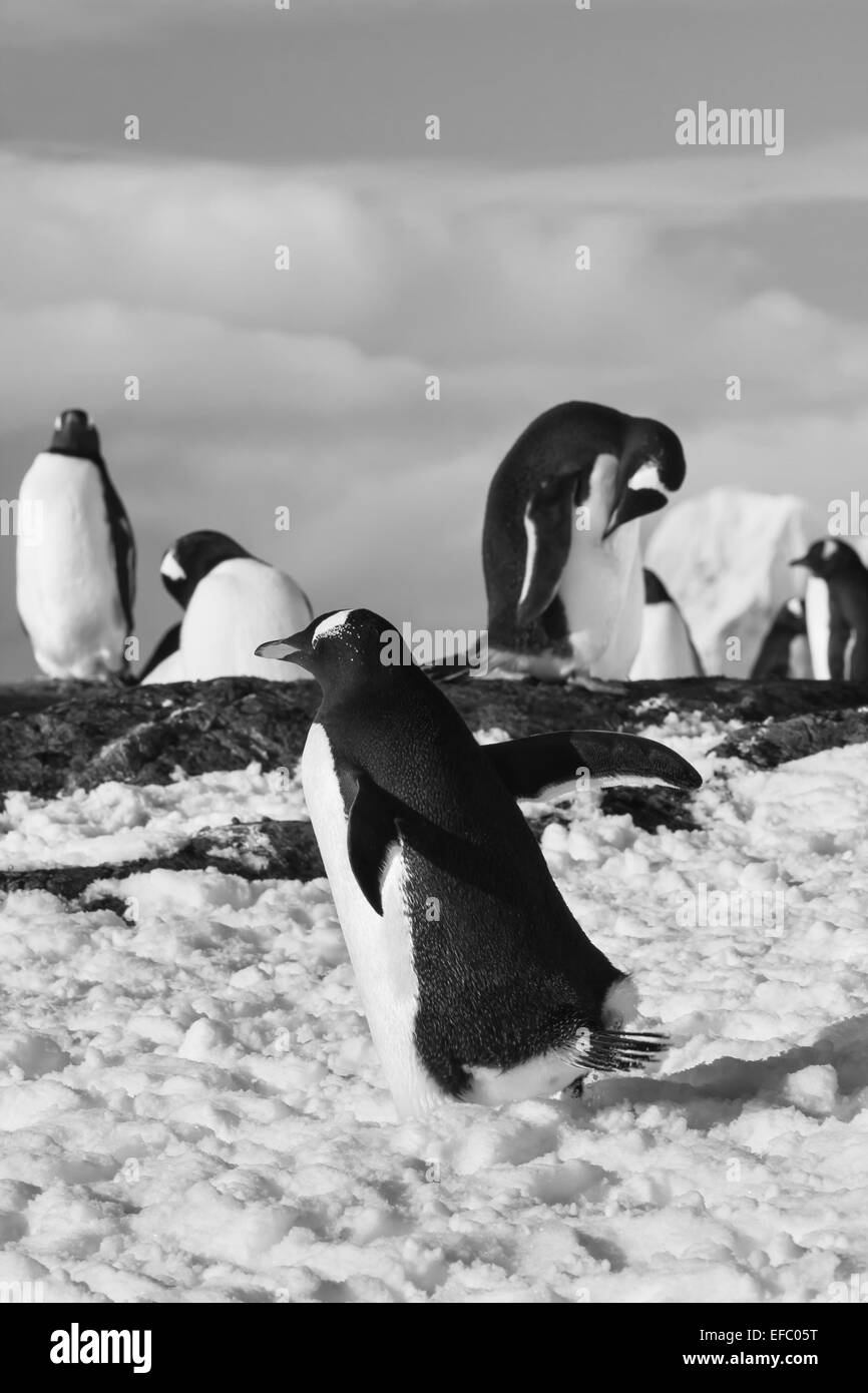Pinguini su una roccia Foto Stock