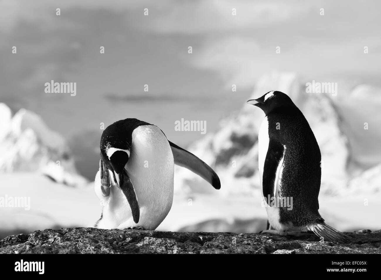 Pinguini su una roccia Foto Stock