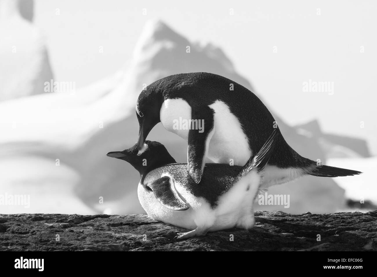 Due pinguini Foto Stock