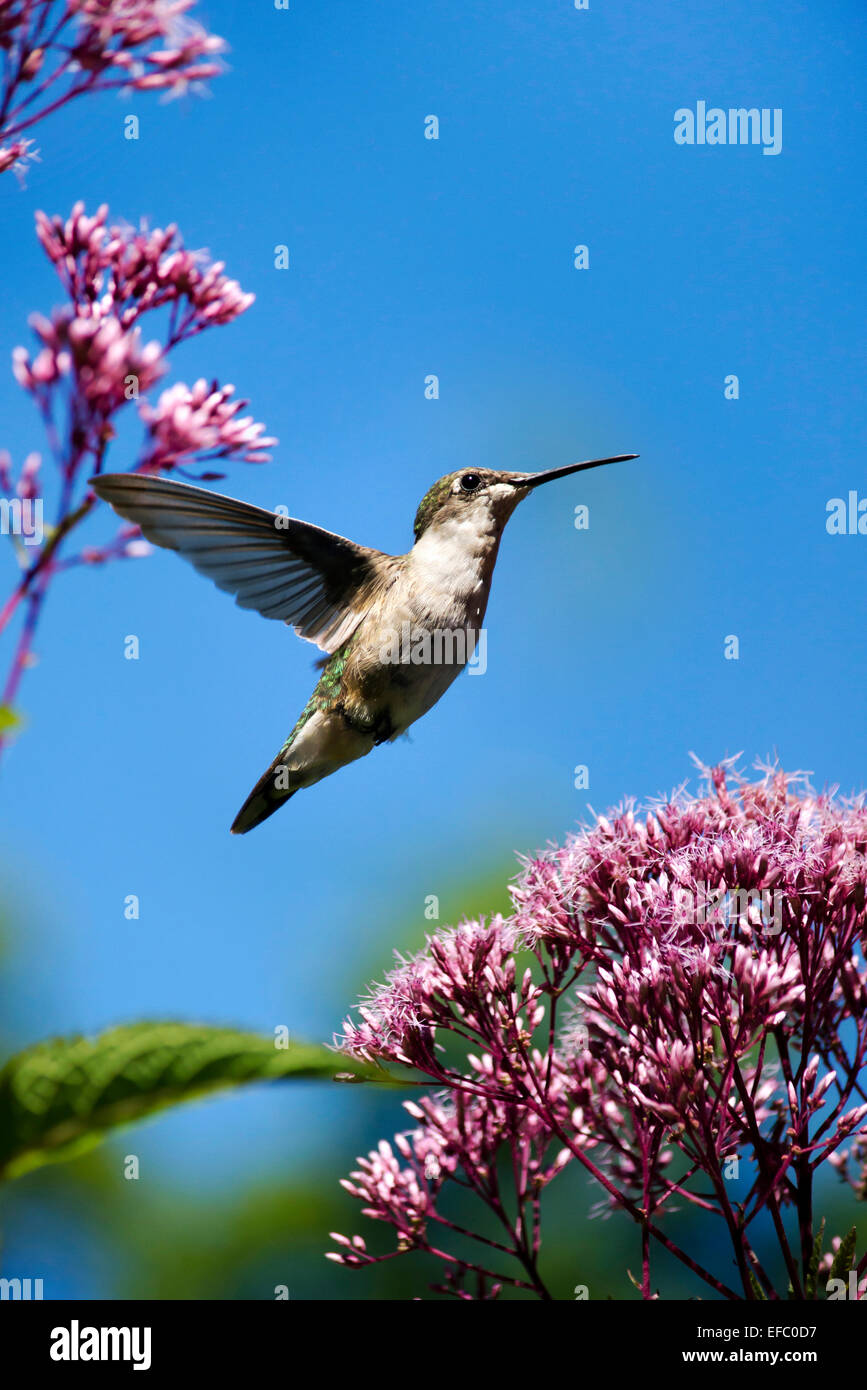 Hummingbird battenti vicino fino nel giardino estivo con fiori di colore rosa su sfondo blu. Foto Stock