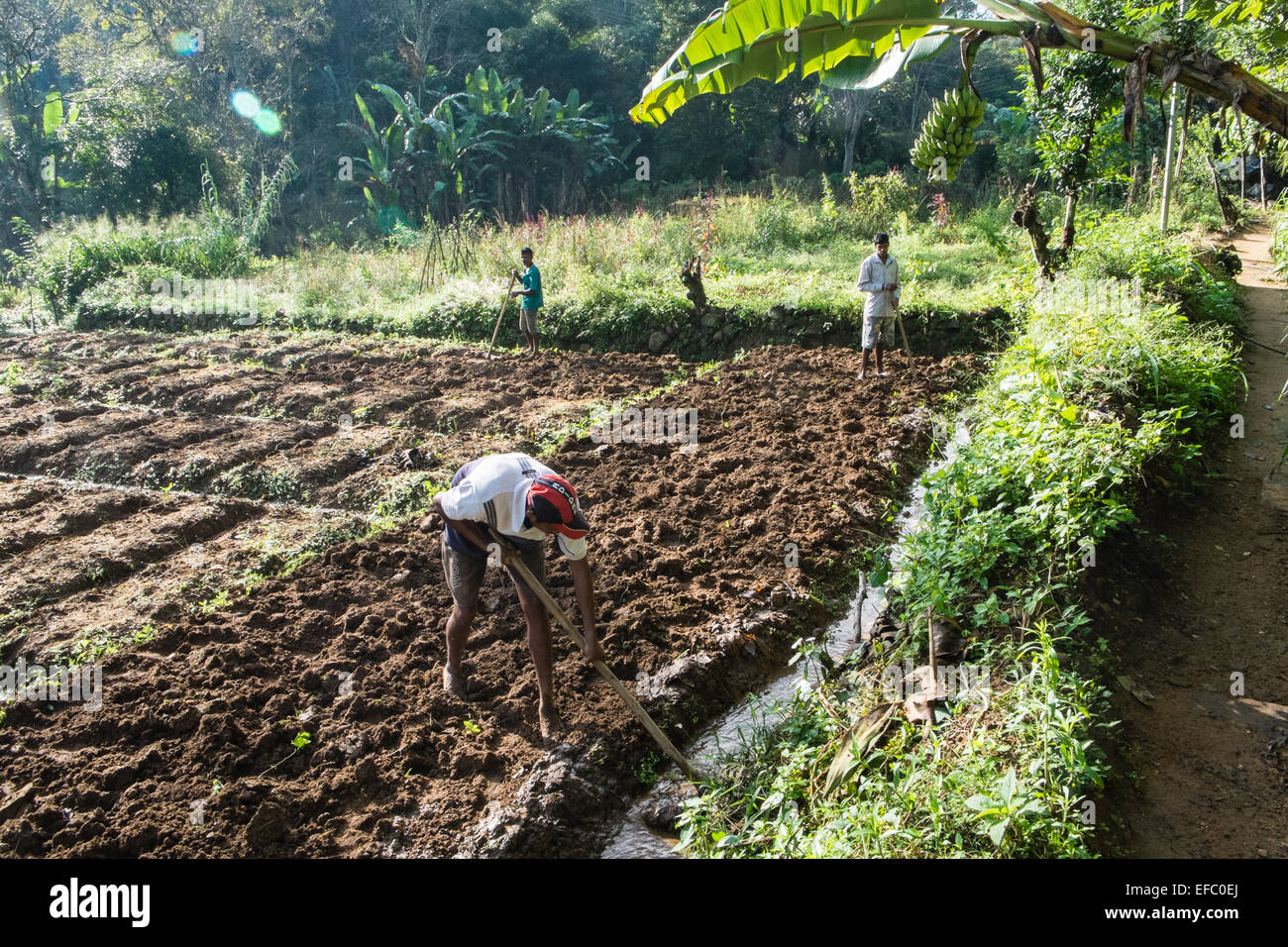 Terreni agricoli sul bordo della città di Ella nelle Highlands di Sri Lanka. Acqua di irrigazione canal e agricoltura. L'agricoltura,agricoli. Foto Stock