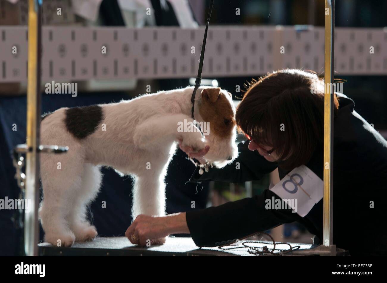 Chicago, Stati Uniti d'America. 30 gen, 2015. Un proprietario prepara il suo cane per la concorrenza durante la international dog show in Chicago, negli Stati Uniti il 7 gennaio 30, 2015. Il 2015 International Dog Show ha dato dei calci a fuori qui il venerdì con circa 3000 cane i partecipanti provenienti da tutto il paese unendo diversi concorsi. Questo evento si concluderà la domenica. Credito: Egli Xianfeng/Xinhua/Alamy Live News Foto Stock