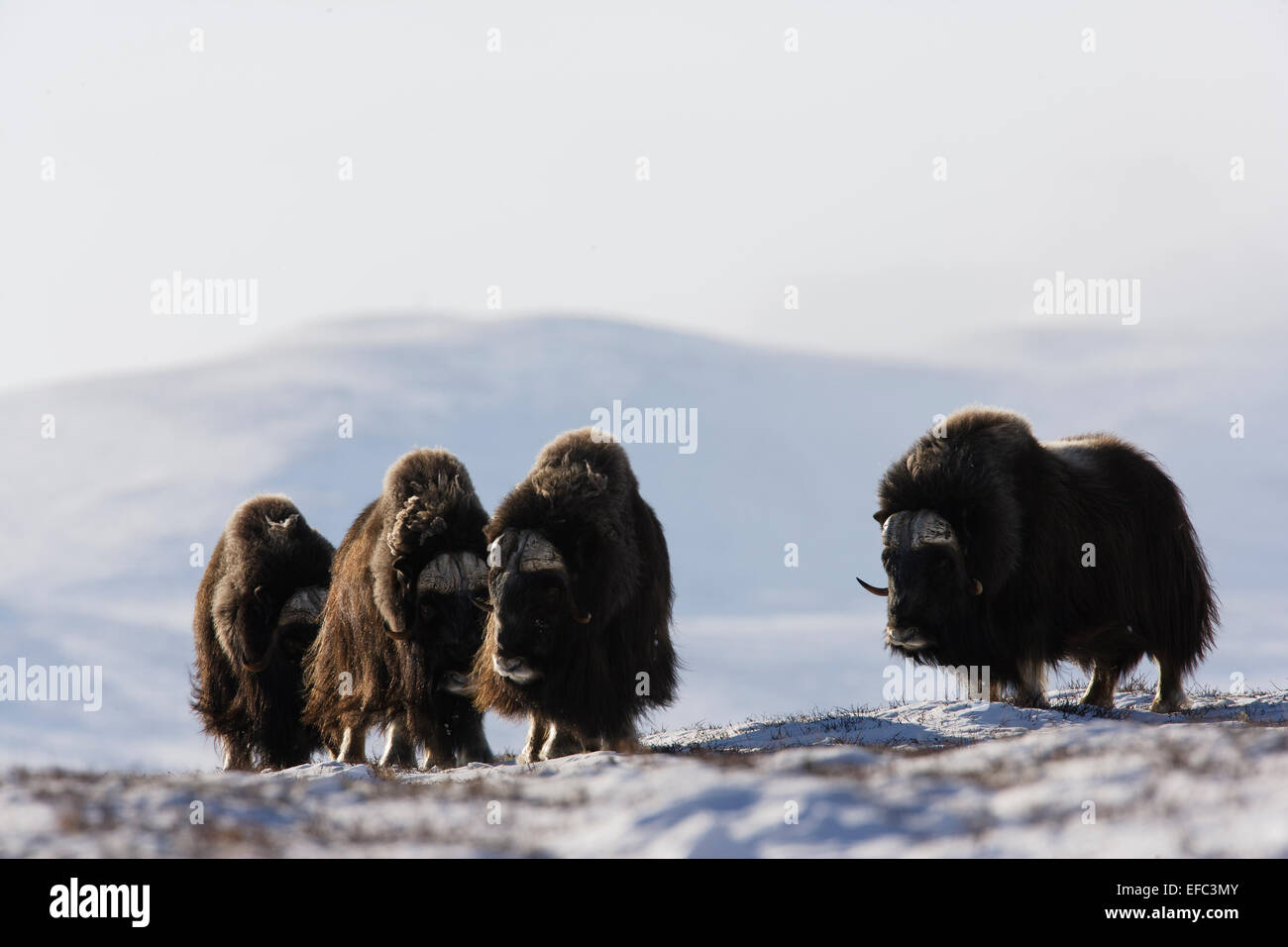 Armento sulla muskoxen maschio Foto Stock