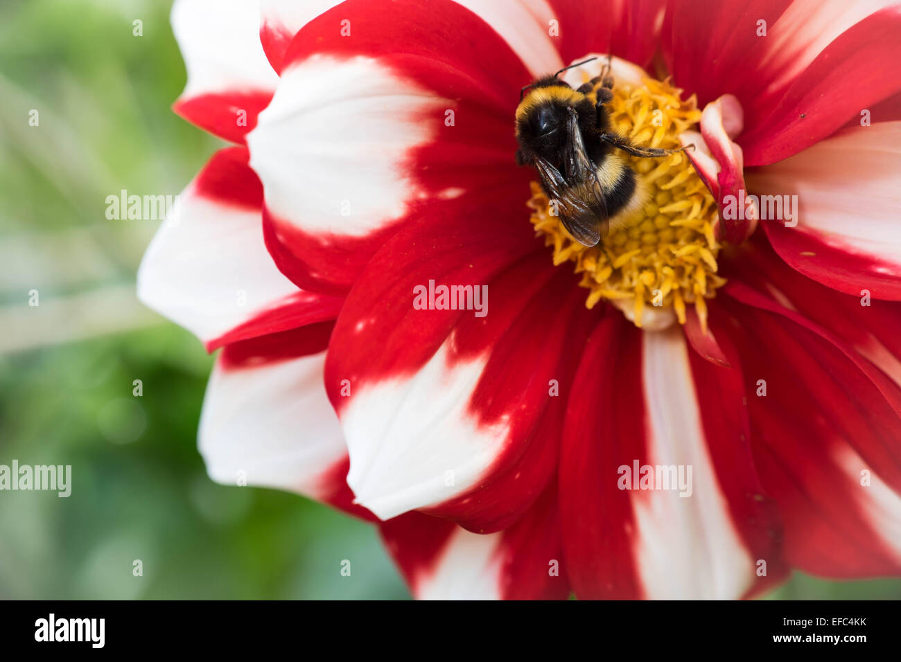 Un'ape seduto al centro di un ghiaccio e fuoco Fiore Dahlia Foto Stock