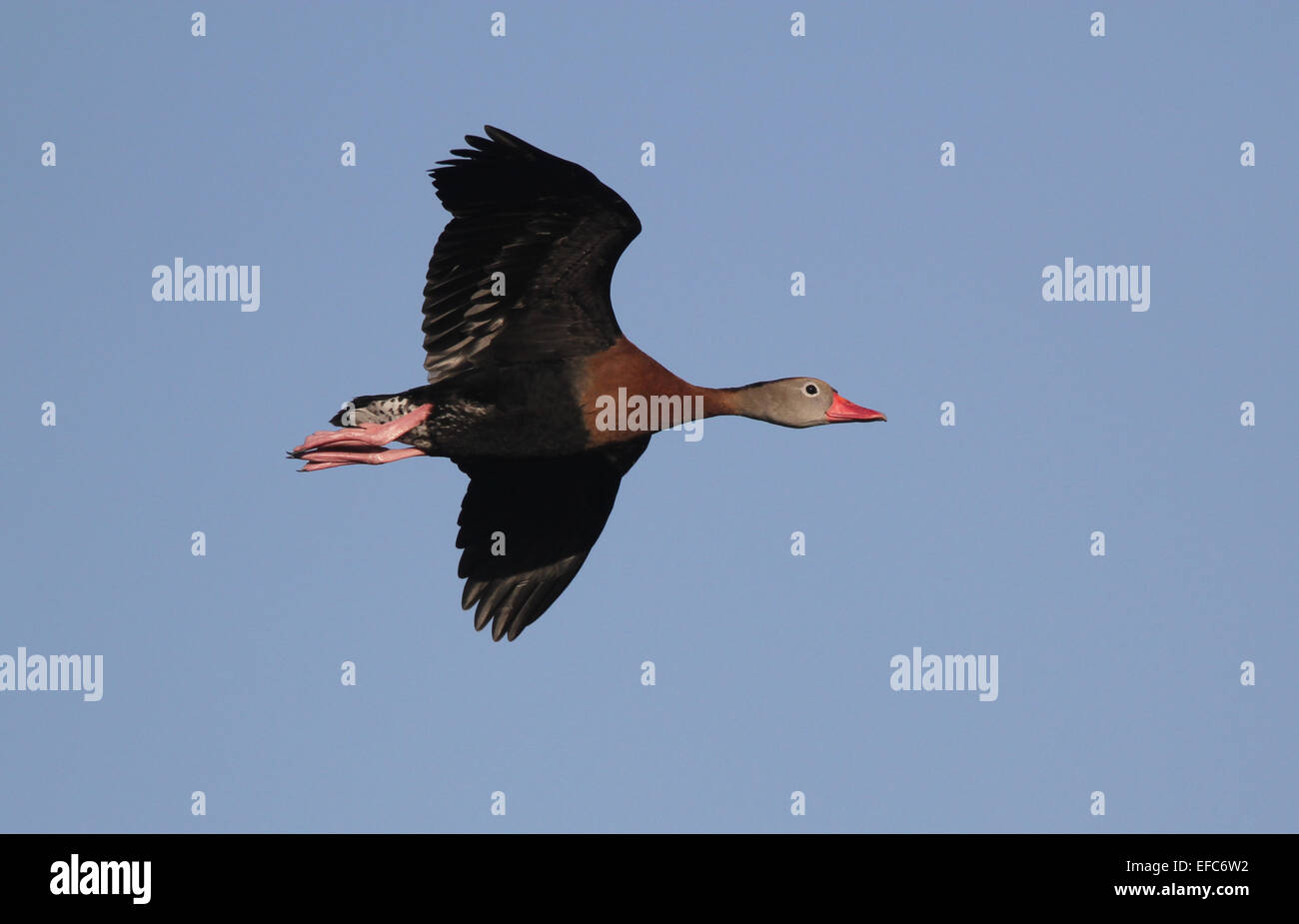 Rospo sibilo anatra in volo Florida USA Foto Stock