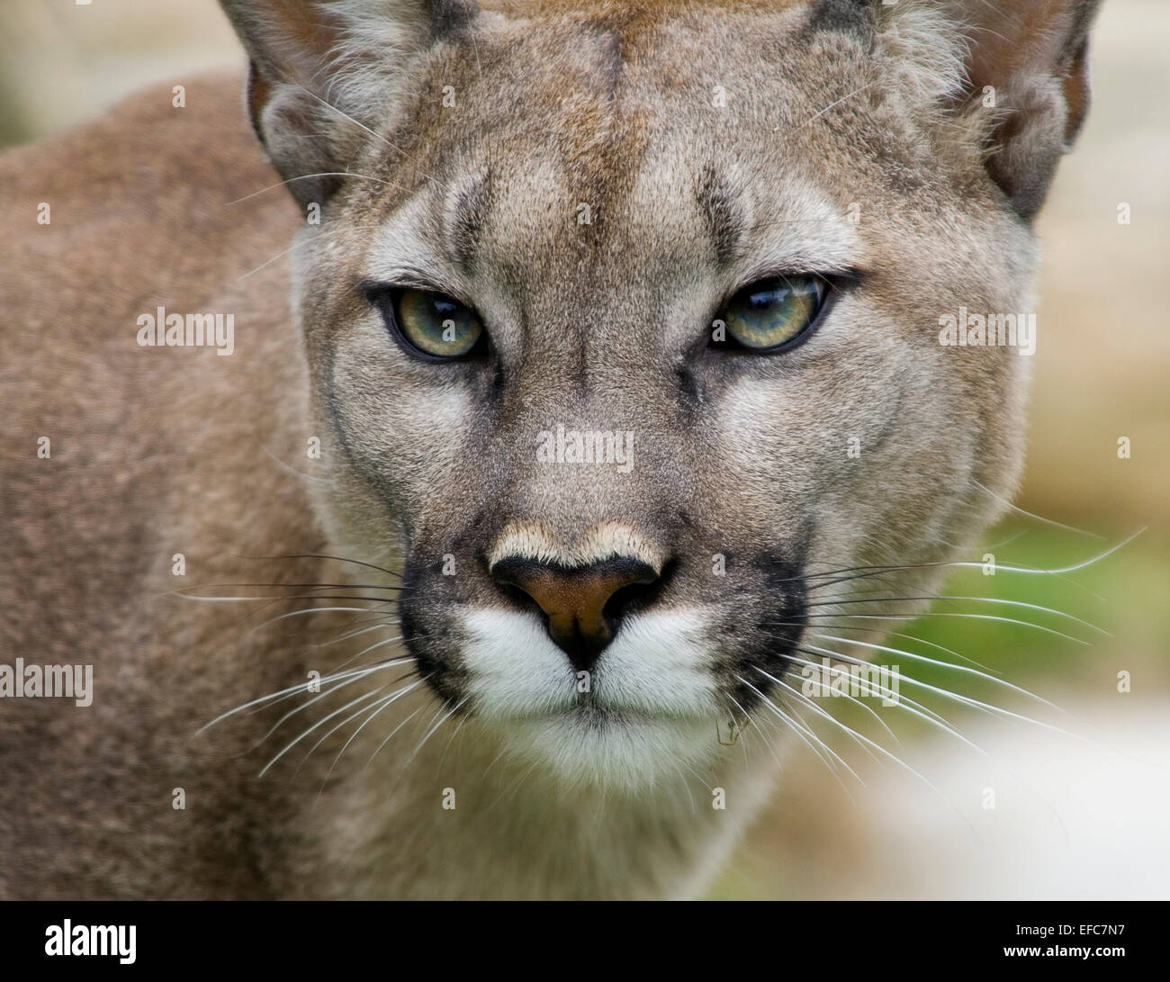 Puma, Cougar, Mountain Lion, Wildlife Heritige Foundation, Kent, Regno Unito © Clarissa Debenham / Alamy Foto Stock