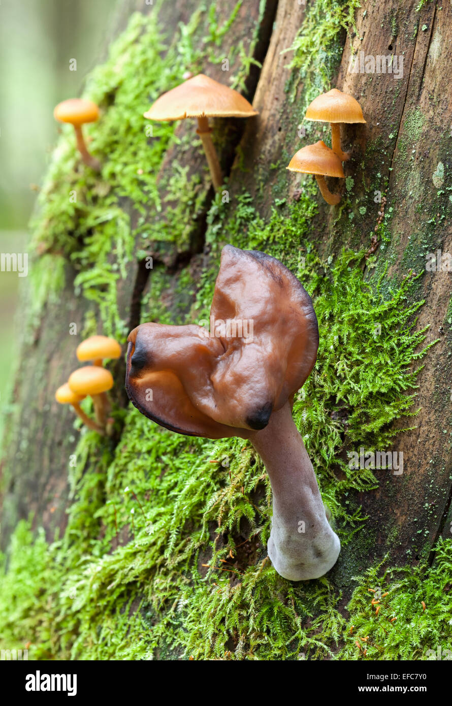 Incappucciati false fungo morel Foto Stock