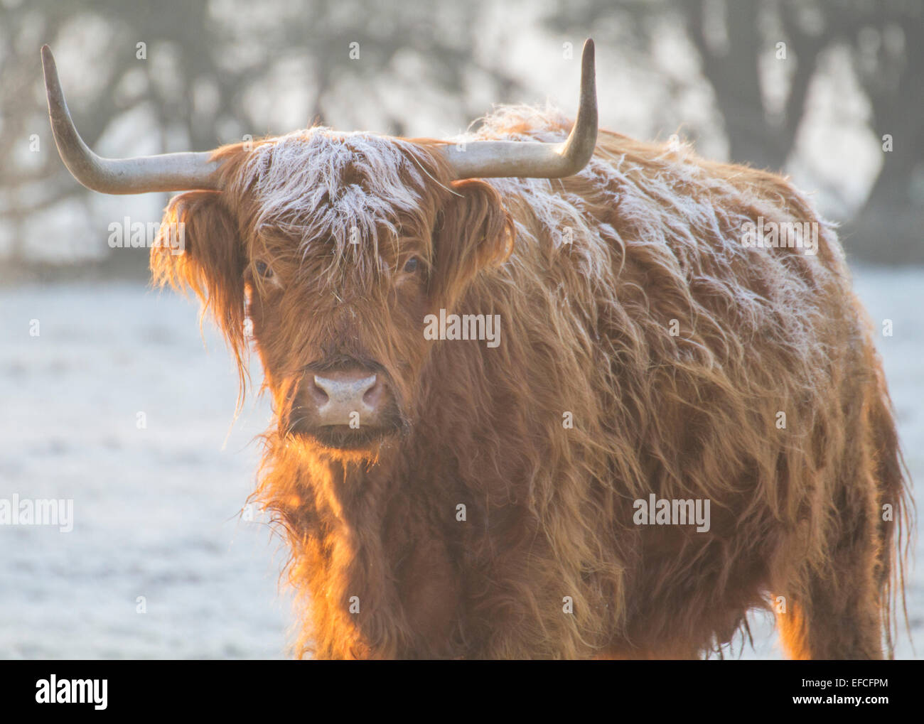 Highland cow bull con corna in frost Foto Stock