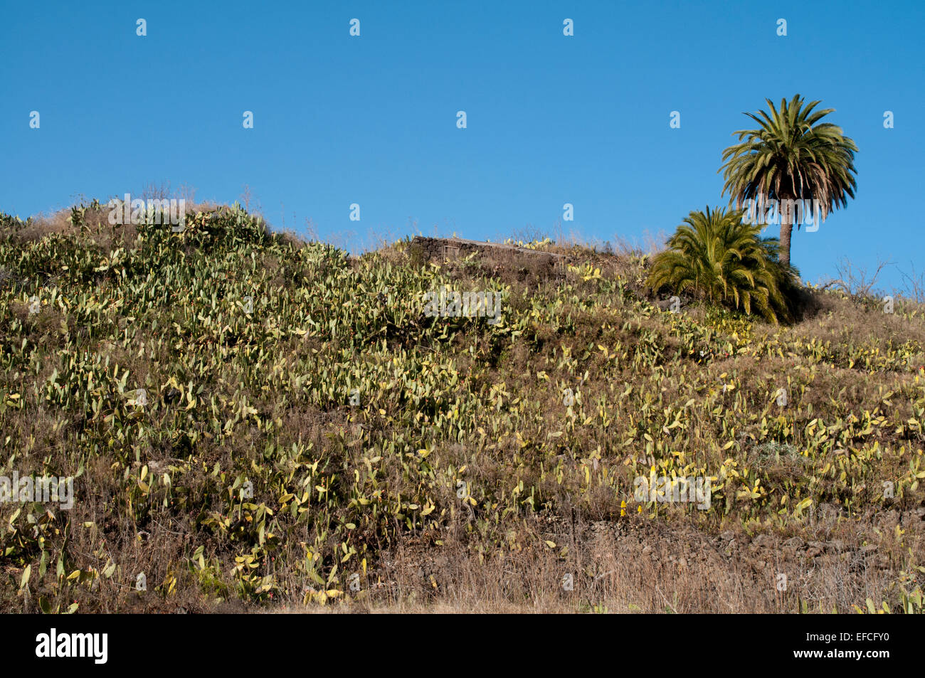 Phoenix canariensis sui terrazzamenti agricoli da parte di una azienda agricola su La Palma. Kanarenpalmen auf den Terrassenfeldern einer Finca. Foto Stock