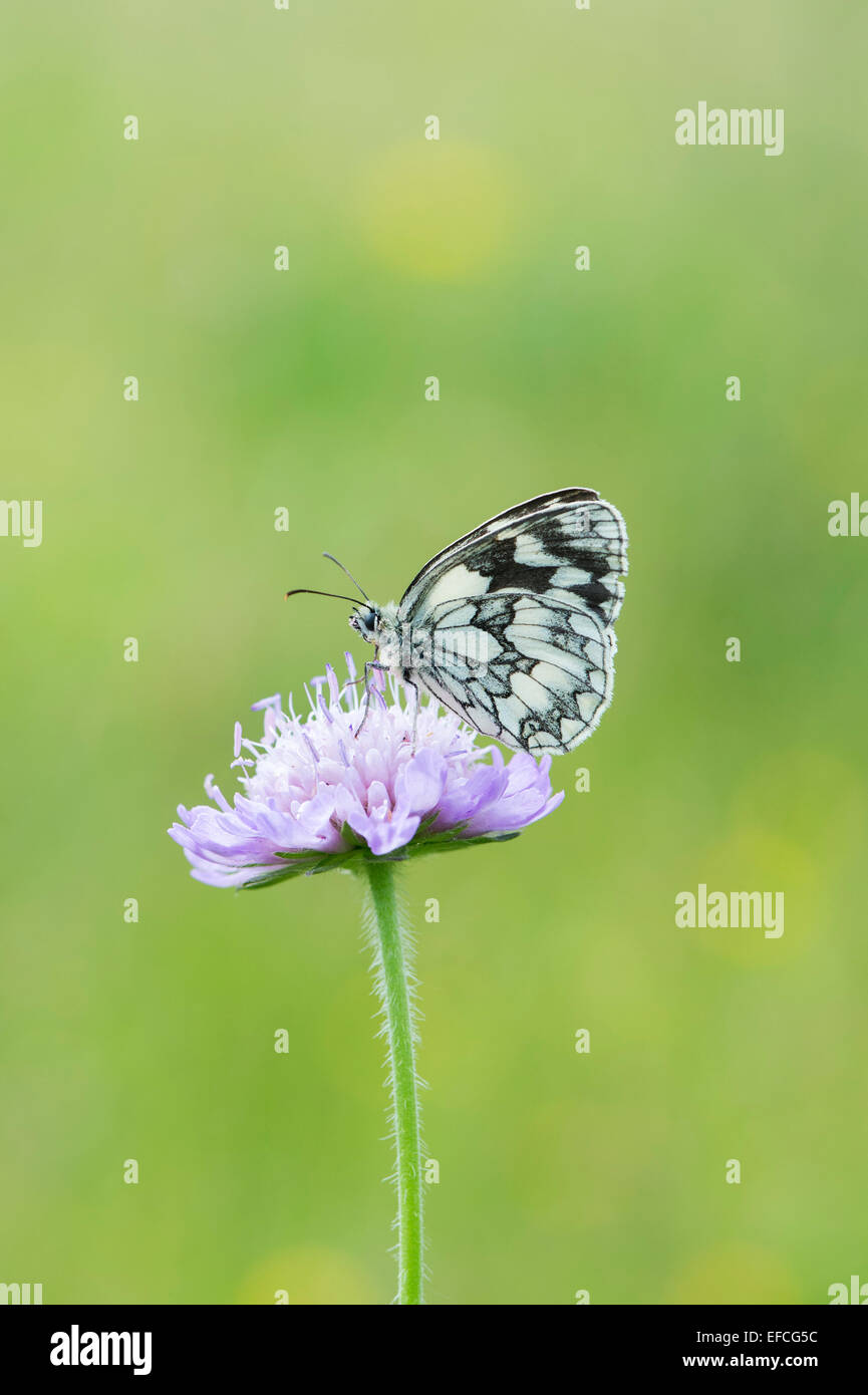 In marmo farfalla bianca su un campo scabious fiore nella campagna inglese Foto Stock