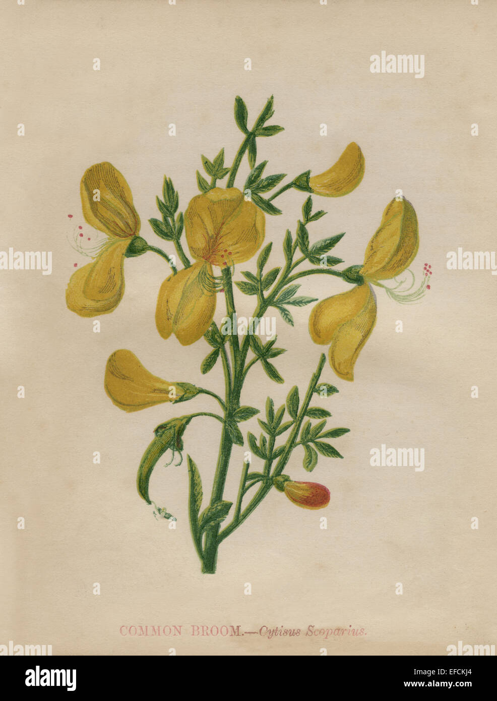 Scopa comune (Cytisus scoparius) chromolithograph Artista: Anne Pratt "fiori selvatici"1852 Foto Stock