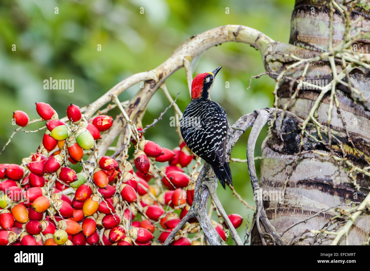 Un Black-cheeked picchio rosso maggiore (Melanerpes pucherani) alimentazione sulla colorata frutta palm. Belize, America centrale. Foto Stock