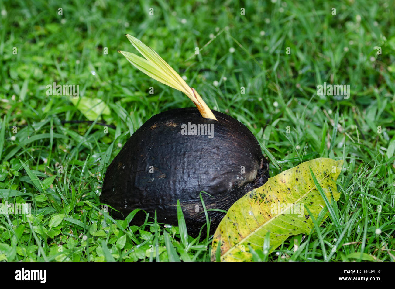 Germoglio di una noce di cocco (Cocos nucifera). Foto Stock