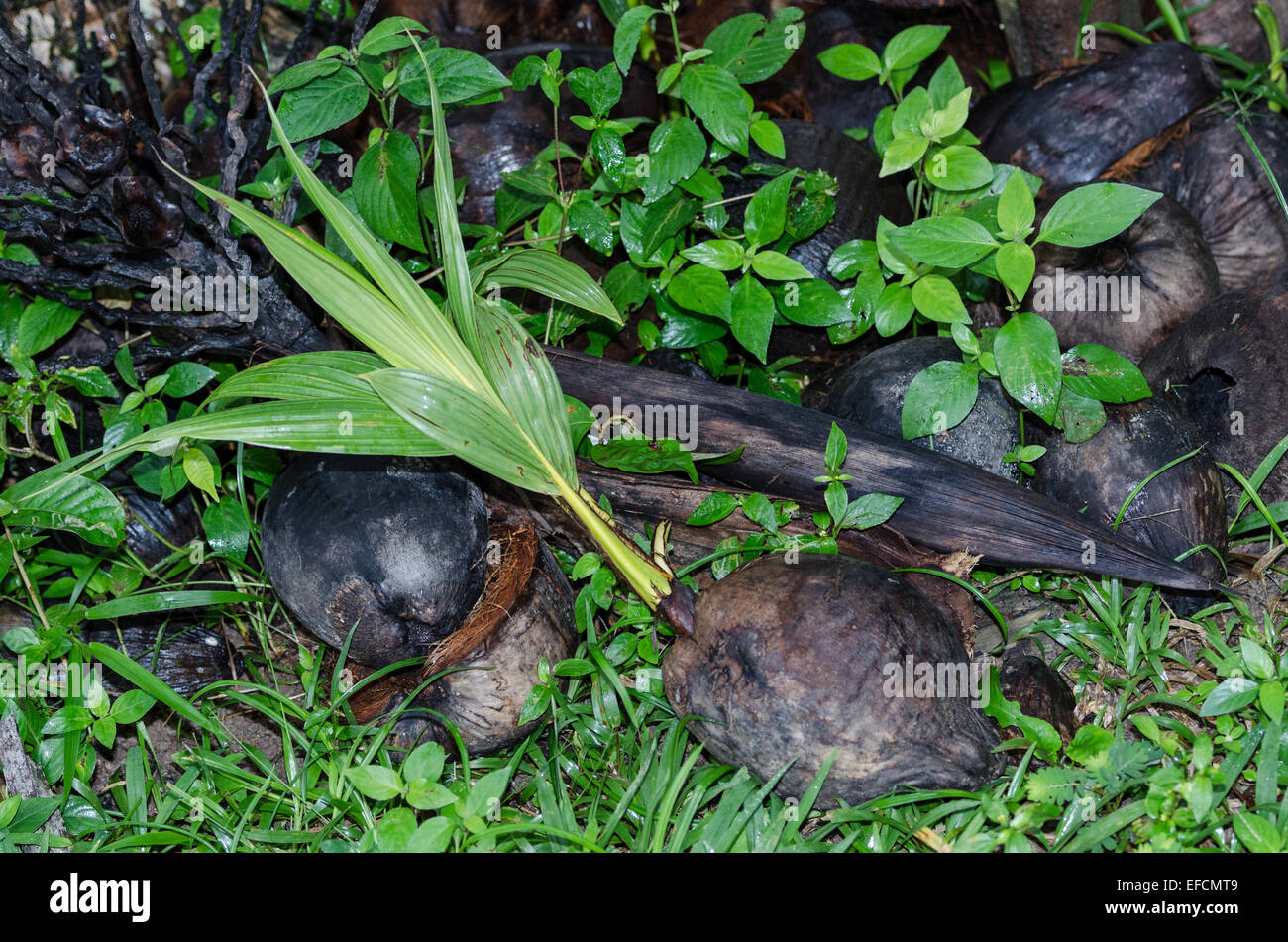 Germoglio di una noce di cocco (Cocos nucifera). Foto Stock