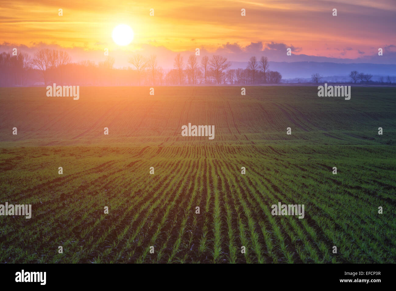 Giallo campo di grano e al tramonto Foto Stock