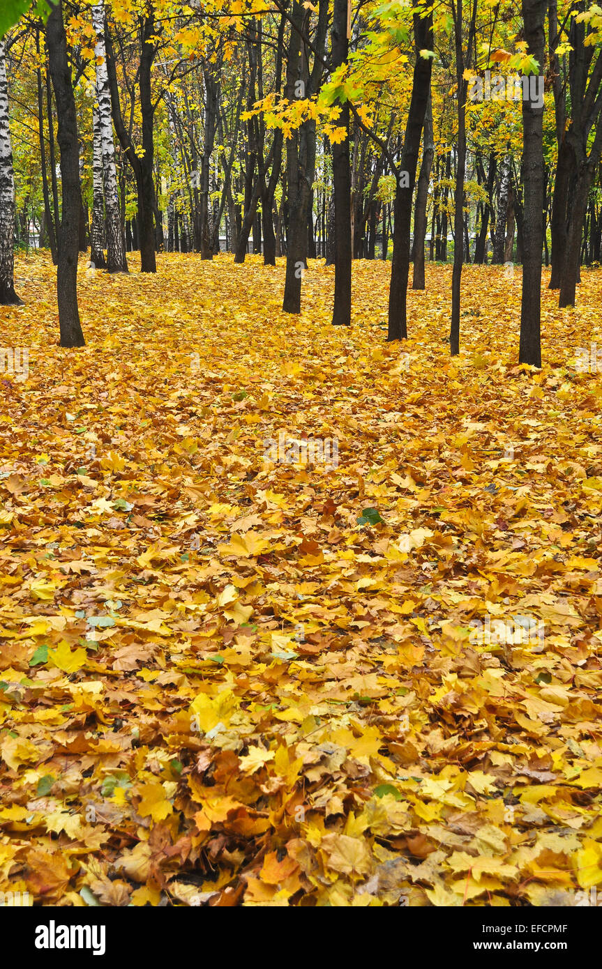 Autunno Park al momento della defogliazione. Sfondo di foglie cadute nel mese di ottobre. Foto Stock