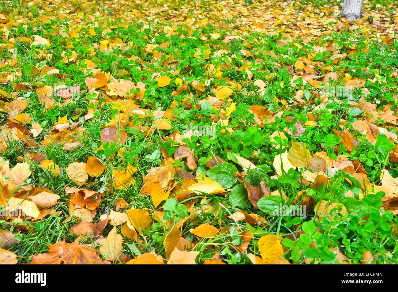 Foglie di autunno sul prato del parco. Sfondo di foglie cadute nel mese di ottobre. Foto Stock