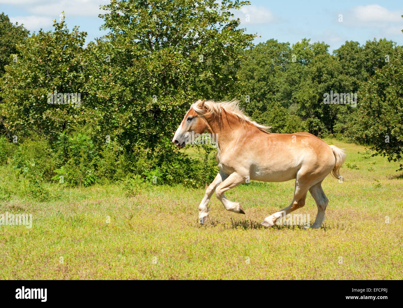 Magnifico progetto belga cavallo nella potente galoppo Foto Stock