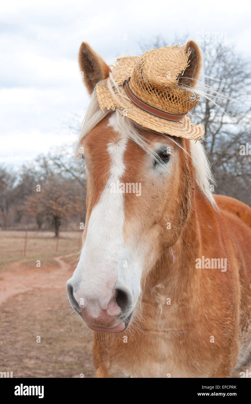 Progetto belga cavallo che indossa un comico usurati cappello di paglia Foto Stock