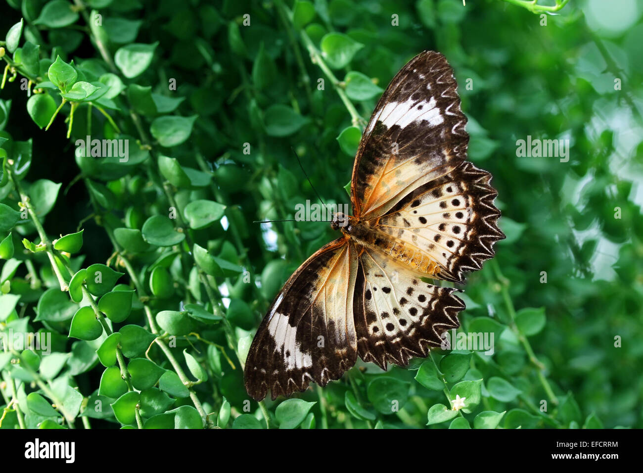 Stupenda farfalla nella naturale Foto Stock