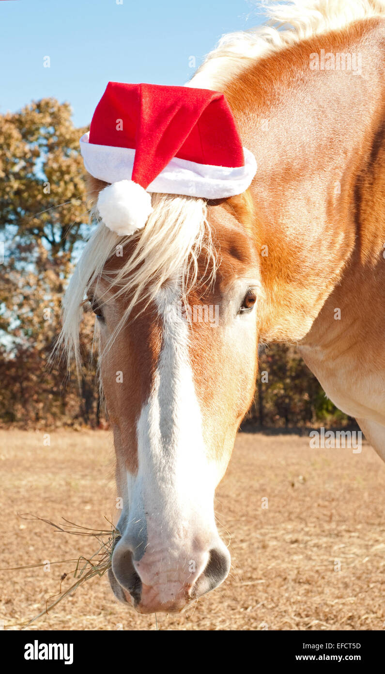 Santa del Grande enorme helper - una splendida bionda belga di progetto di cavallo che indossa un cappello da Babbo Natale pronto ad aiutare Foto Stock