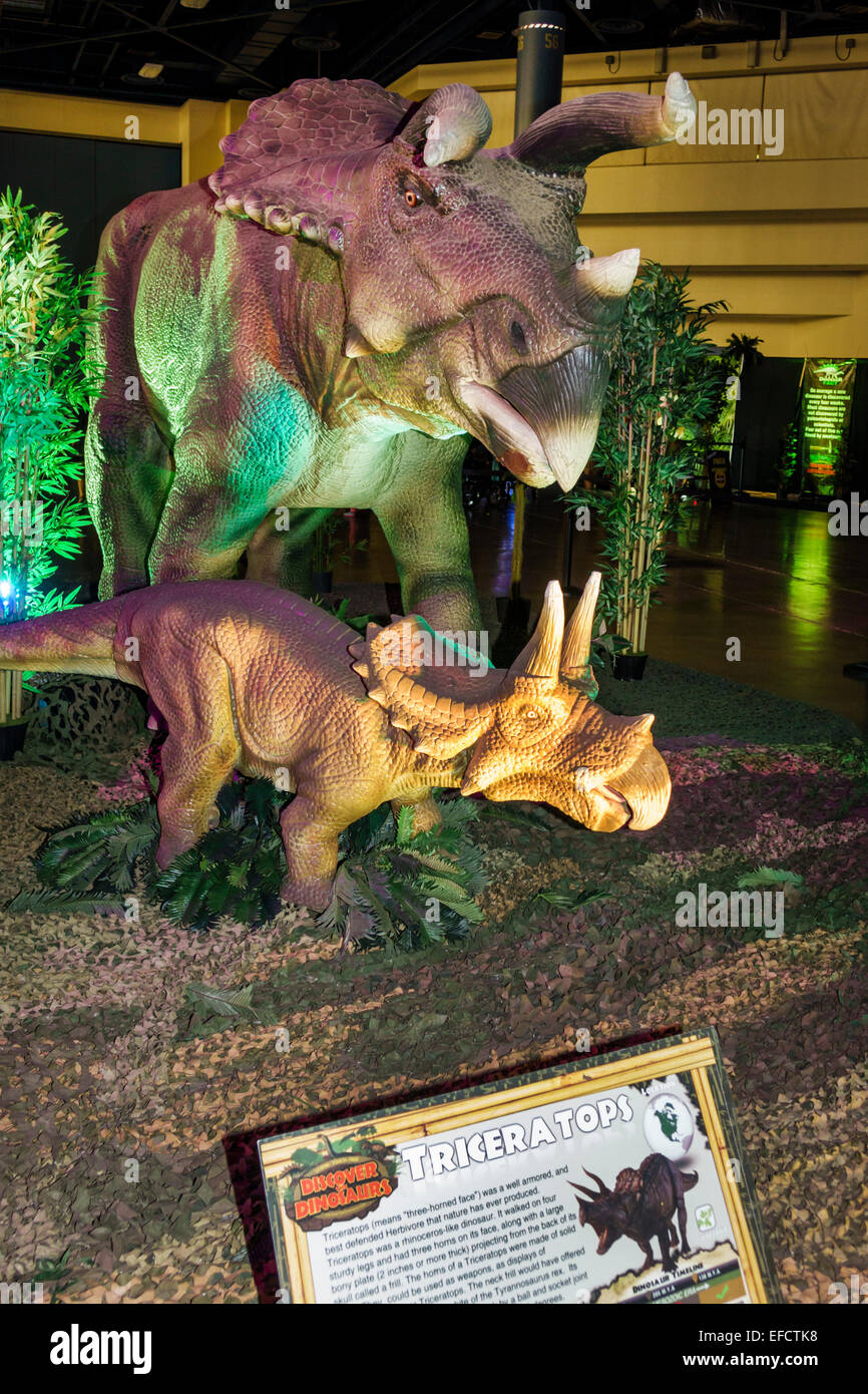 Miami Beach Florida, Centro Congressi, centro, scoprire i Dinosauri, vita-come, pratica, adulti, Triceratops, FL141228023 Foto Stock