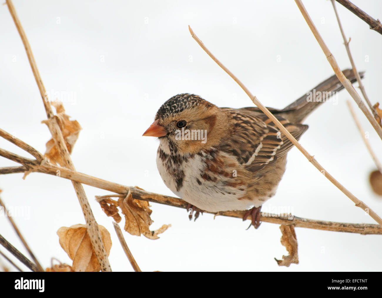 Harris il passero appollaiato su un fiore secco levetta in una tempesta di neve Foto Stock