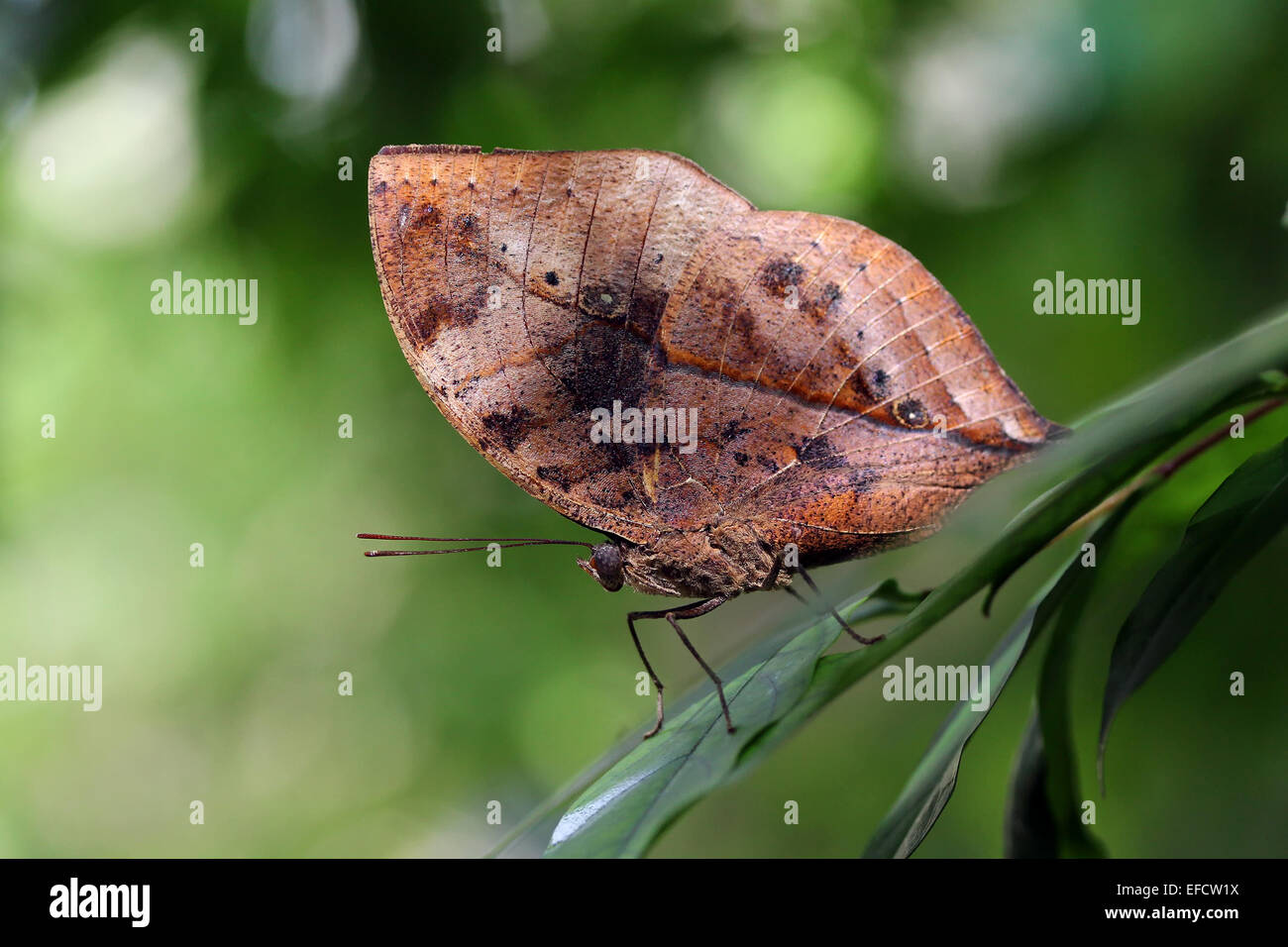 Stupenda farfalla nella naturale Foto Stock