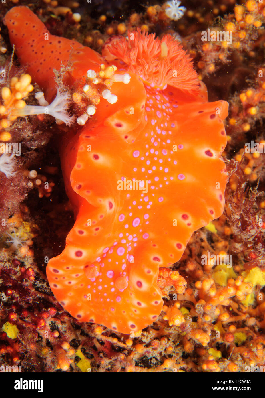 Ceratosoma brevicaudata. Foto Stock