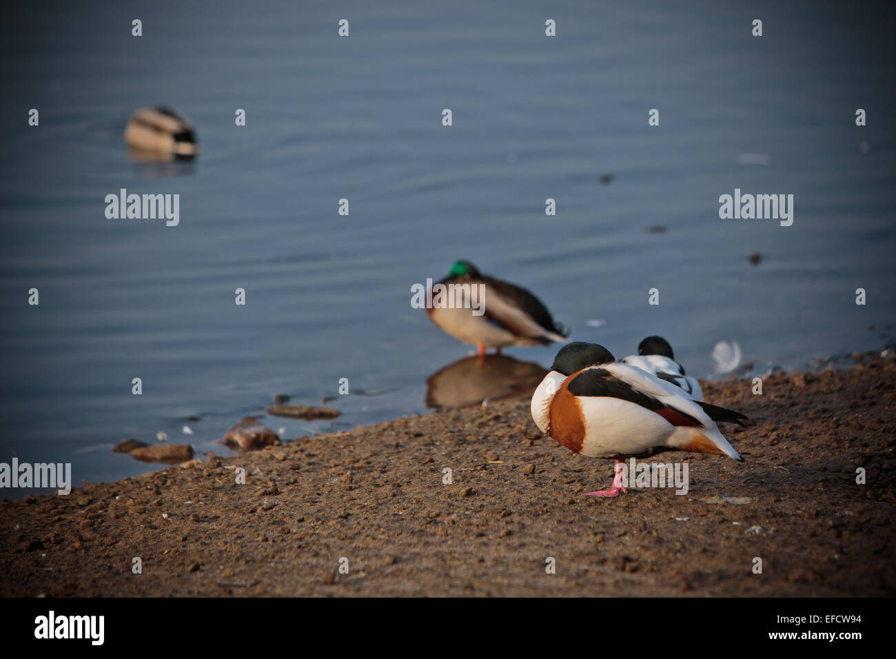 Gli uccelli su un laghetto congelato wildlife nascondi vista a Martin semplice tramonto cigni calmante vita viaggio paesaggio deserto arte influenza battenti Foto Stock